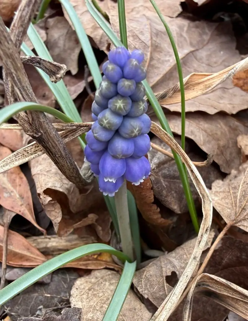 a stem of grape hyacinth blooming in a bed of dried leaves.