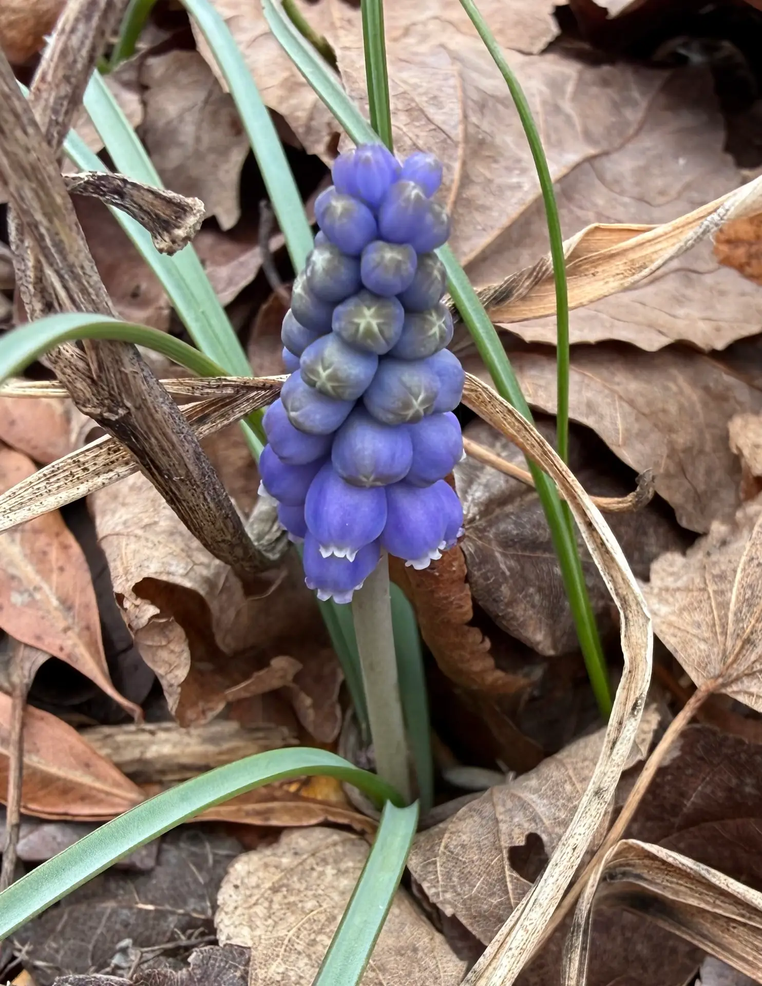 a stem of grape hyacinth blooming in a bed of dried leaves.